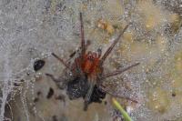 Agelena labyrinthica