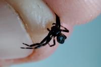 Synema globosum