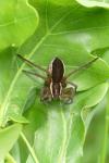 Dolomedes
