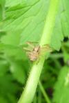 Xysticus