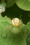 Diaea dorsata