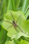 Dolomedes