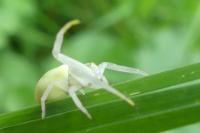 Misumena vatia