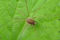 Rilaena triangularis