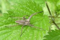 Pisaura mirabilis