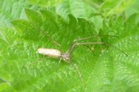 Tetragnatha