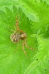 Xysticus