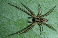 Anyphaena accentuata