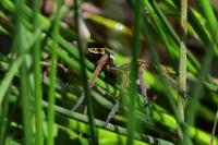 Dolomedes fimbriatus