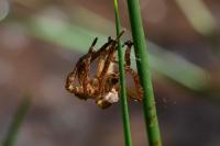 Dolomedes fimbriatus