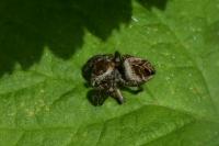 Evarcha arcuata