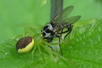 Diaea dorsata