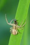Xysticus