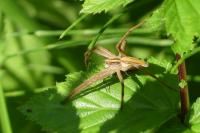 Pisaura mirabilis