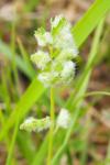 Aceria sanguisorbae