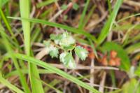 Aceria sanguisorbae