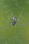 Pachygnatha degeeri