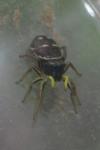 Heliophanus
