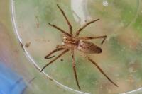 Pisaura mirabilis