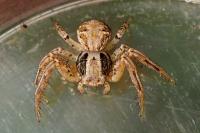Xysticus
