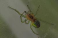 Araniella