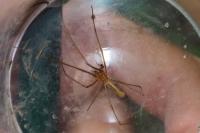 Tetragnatha