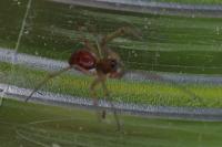 Linyphiidae