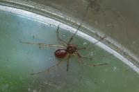 Linyphiidae