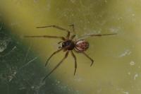 Linyphiidae