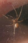 Linyphiidae