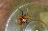 Xysticus