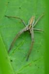 Pisaura mirabilis
