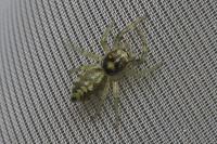 Phintella castriesiana