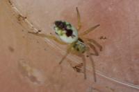 Nigma puella