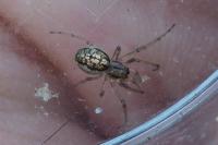 Pachygnatha clercki