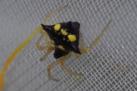 Theridula gonygaster