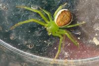 Diaea dorsata