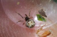 Theridiosoma gemmosum