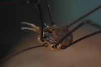 Leiobunum blackwallii