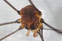 Leiobunum blackwallii