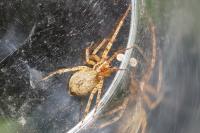 Anyphaena accentuata