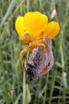 Thomisus onustus