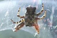 Cyrtophora citricola