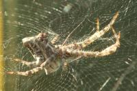 Cyrtophora citricola