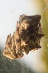 Cyrtophora citricola