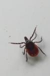 Ixodes ricinus