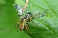 Dolomedes