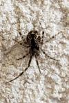 Parasteatoda tepidariorum