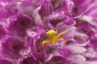 Thomisus onustus