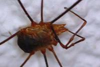 Phalangium opilio
